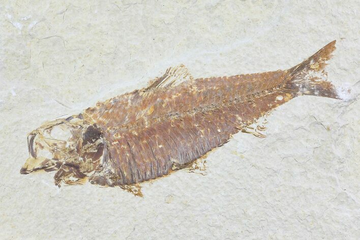 Knightia Fossil Fish - Wyoming #74107
